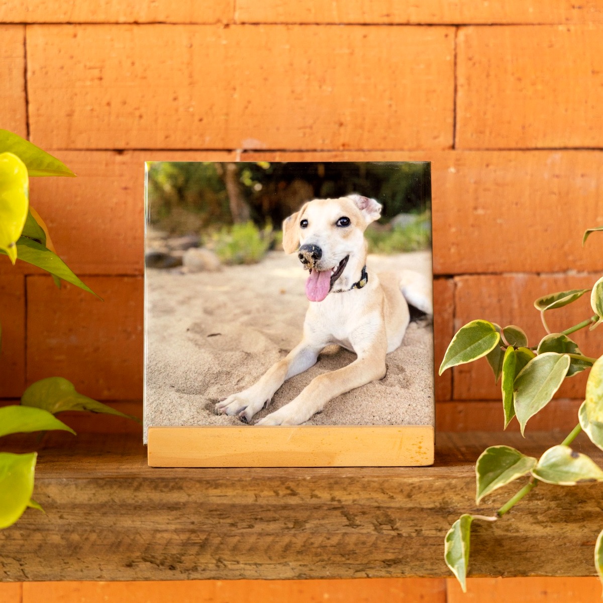Azulejo personalizado — Pets