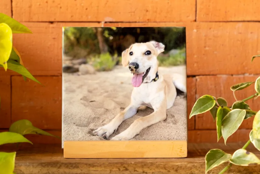 Azulejo com foto de um pet